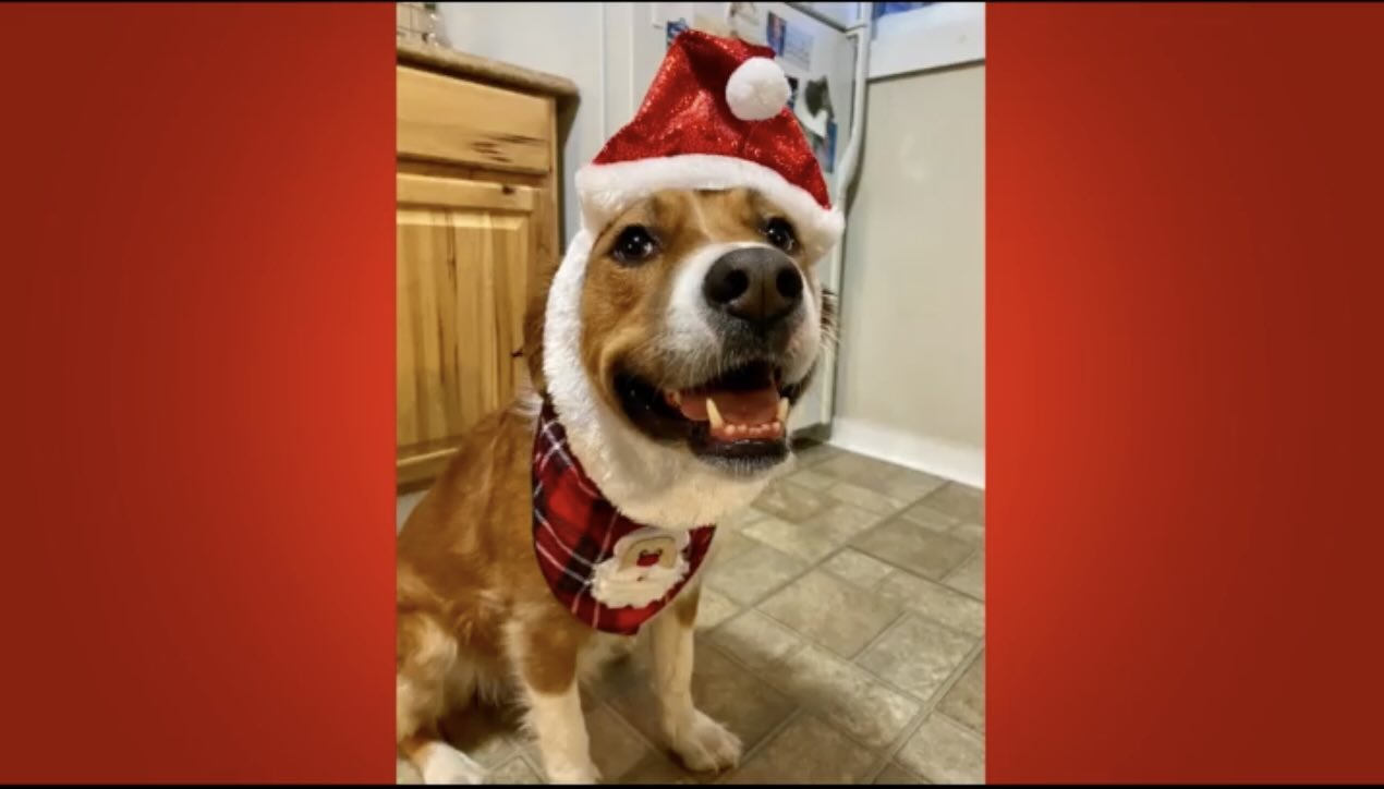 WilliNets HO HO HO Holiday Walk Special 2020 – Virtual ReinDog Parade