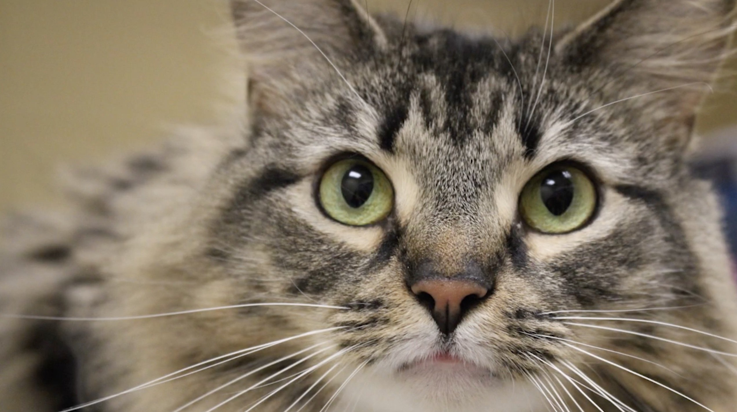 PSA – Berkshire Humane Society SafePet Program